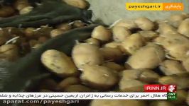 ماجرای امحای هزار 700 تن سیب زمینی در فارس
