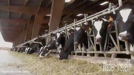 Vaches laitières Prim Holstein nourries avec de lensil