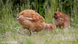 Poulets cou nu en parcours plein