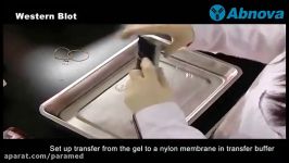 Western Blot آموزش وسترن بلات