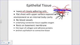 histology of epithelial tissue