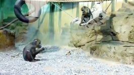 میمون مندریل در باغ وحش