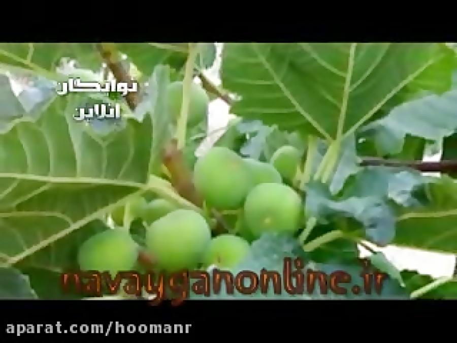 کلیپ عکسهای جالب نوایگان درسایت نوایگان آنلاین