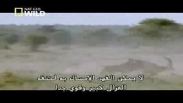 رازبقا