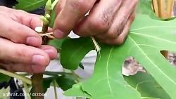 آموزش قلمه زدن پیوند درخت انجیر