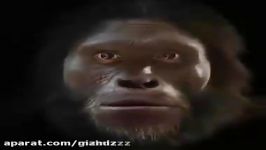 سیر تكامل صورت انسان طَی ٦ ملیون سال