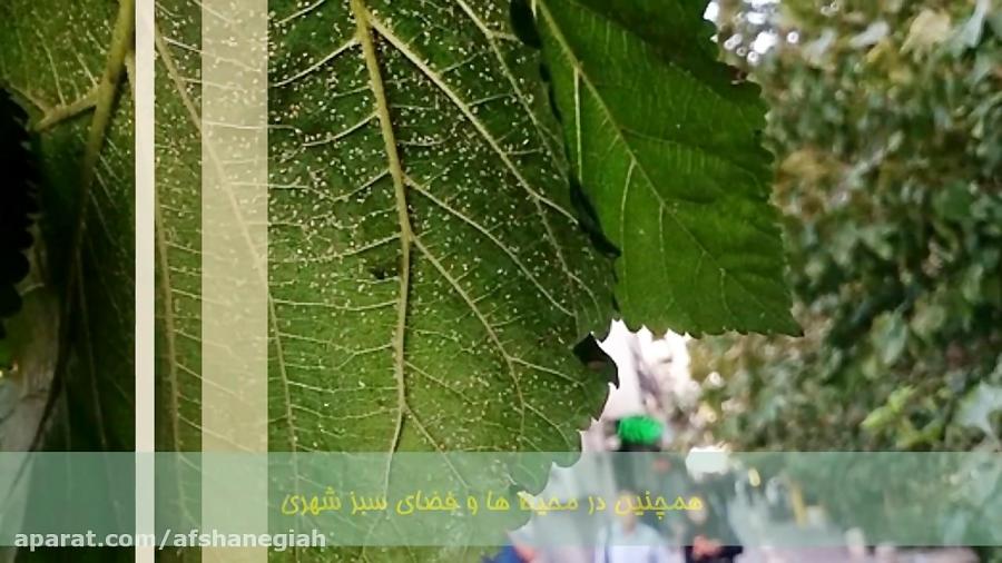 اثر حشره کش کنه کش گیاهی سبزآسا ویتال روی سفید بالک