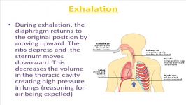 Anatomy and Physiology of Speech