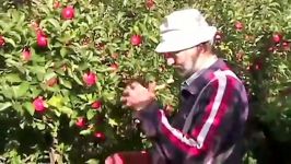 How To Pick Apples