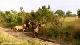 حمله وکشتن یک شیر نر توسط چهار شیرنر دیگر