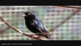 آواز فنچ وایدا سیاه black widow finch