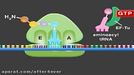 ترجمه RNA جدید