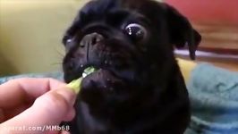 سگی کلم بروکلی میخورد