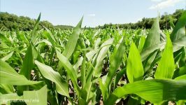 Peterson Family Soybean Farm HD