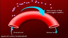 تبادل مایع در سراسر دیوار مویرگانیمیشن 3بعدی