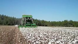 Picking Cotton