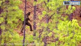 14 نکته عکس مرموز پاگنده bigfoot