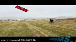 اسب سیلمی دره شوری شجره عالی شازده خان