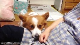 10 Funniest Corgi Videos ده بامزه ترین سگ پاکوتاه