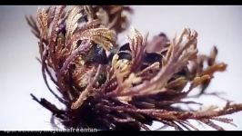 rose of jericho