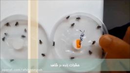 اثر افشانه حشره کش سبزآسا روی مگس خانگی