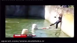 حمله خرس های قطبی باغ وحش برلین به یک زن