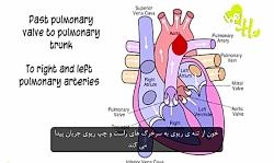 آناتومی فیزیولوژی سیستم قلب عروق