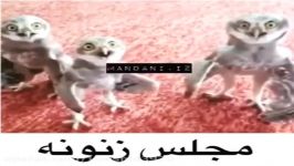 مجلس زنان جمشیدپیرانشهر 