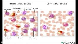 جزئیات شمارش گلبول های سفید خون