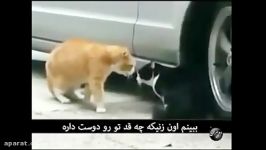 دعوای زن شوهری گربه ها