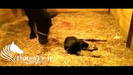 تولد کره اسب زیبا زایمان اسب در باشگاه سوارکاری 