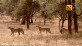 چیتای غول پیکر آفریقایی در نبرد گاو وحشی آفریقایی