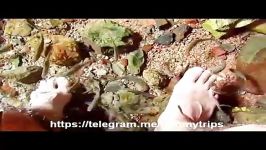 ماساژ ماهی Fish Massage در روستای گرمه خور بیابانک