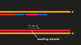 telomer replication