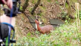 Cloth of Gold Archery 3D Open Shoot