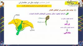 تولید مثل جنسی در گیاهان گل دار  علوم هشتم