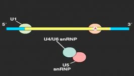 قطعه قطعه شدن RNA