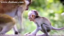 سیلی زدن میمون مادر به بچه میمون