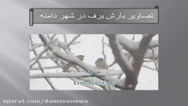 تصاویر بارش برف در شهر دامنه