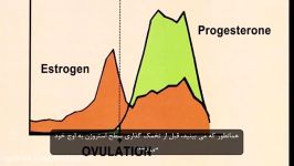 چرخه باروری زنان را بهتر بشناسیم