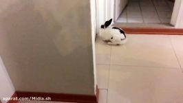 خرگوش كوچولو تینی زمین كندن cute bunny named Tini