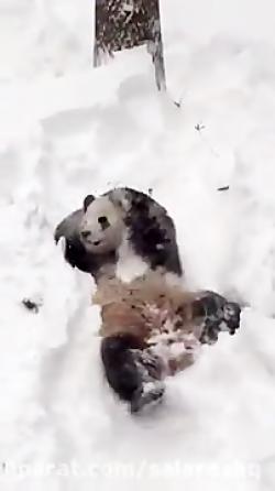 خرس پاندا بازی در برف خیلی خیلی خیلی بامزه
