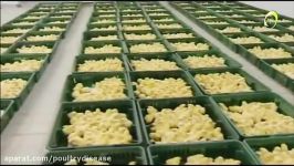 سیستم مکانیزه تولید تخم مرغ تا بسته بندی مرغ تخم