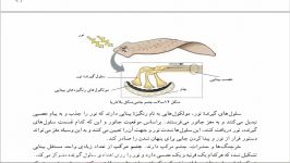 در همه نورون های حسی آکسون دندریت کوچیکتر نیس