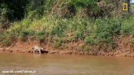 تصویر منحصر بفرد حمله جگوار به تمساح