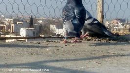 کبوتران زخمی حاج محمد آتابای جاده فیروزکوه