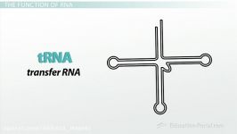 ژنتیک پایه  تفاوت بین DNA RNA انواع RNA