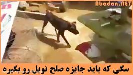 سگی باید جایزه صلح نوبل رو بگیره