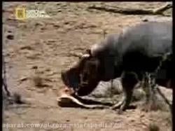 نجات بچه غزال چنگ کروکودیل توسط اسب آبی مهربان