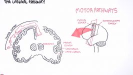 motor pathway